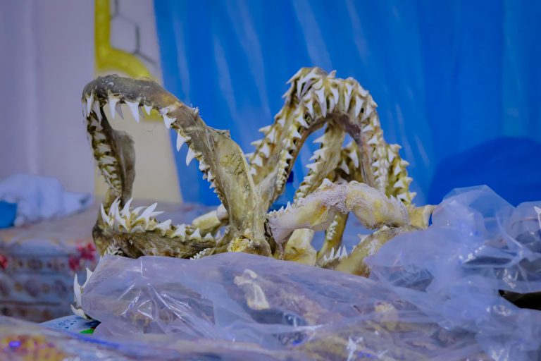 Jubaland’s Somali Fisheries Week Ignites Momentum for Sustainable Marine Development in Kismayo.